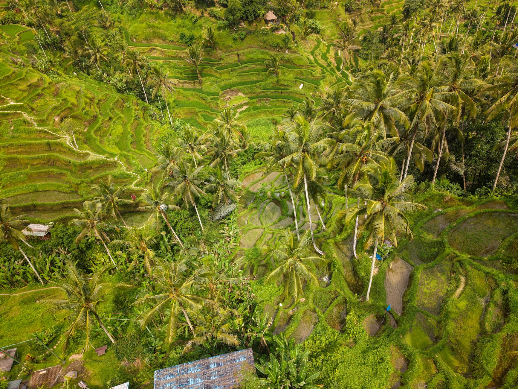 Tegallalang rice terraces, Bali