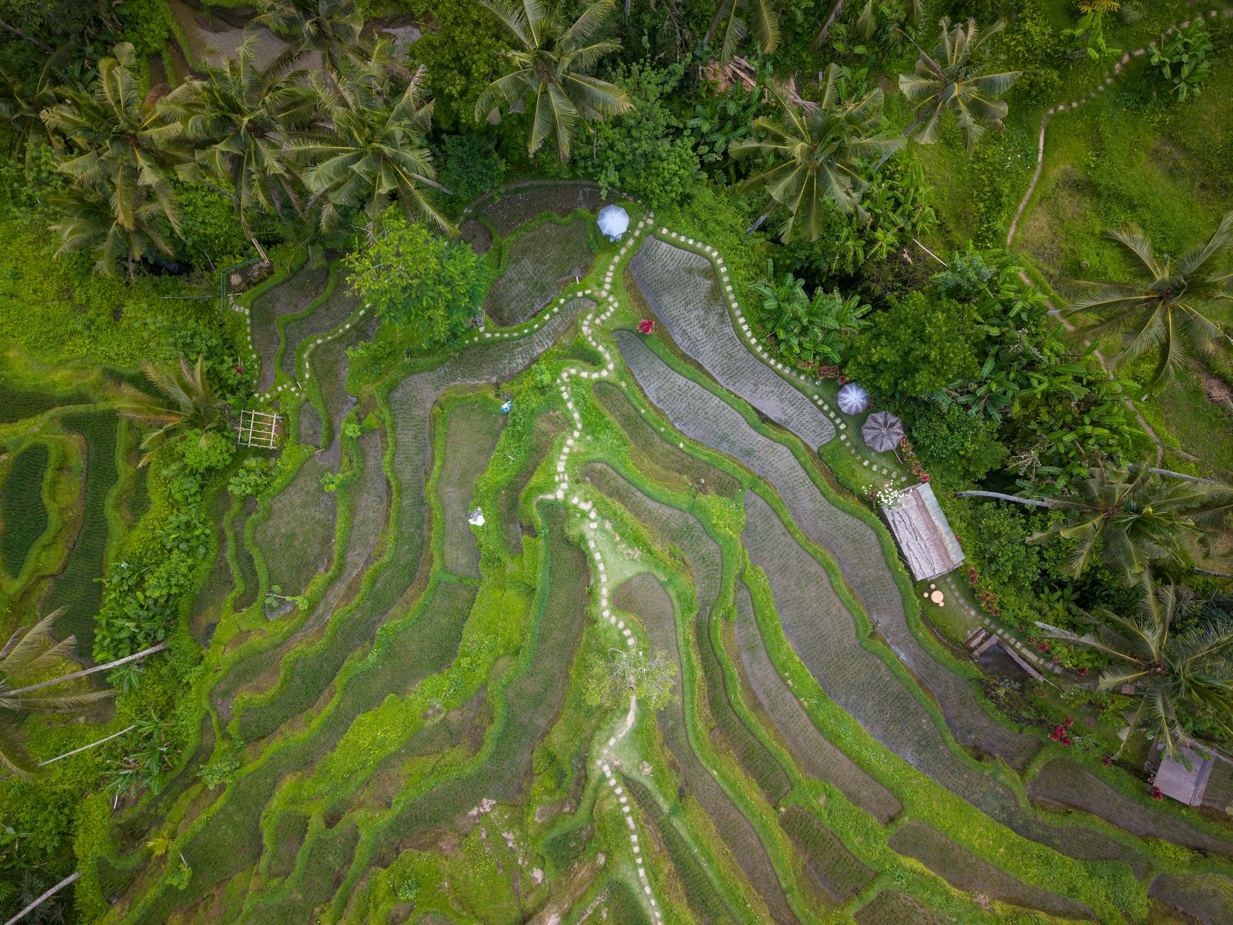 Balinese cooking class in a rice paddy