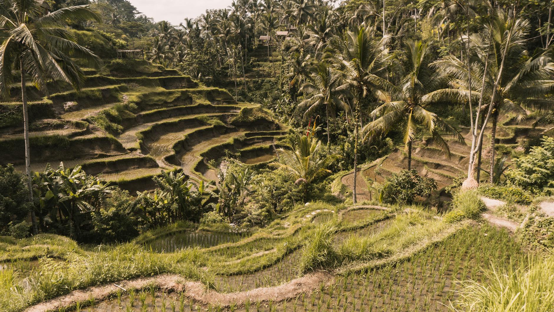 Tegalalang rice terraces + Ubud market