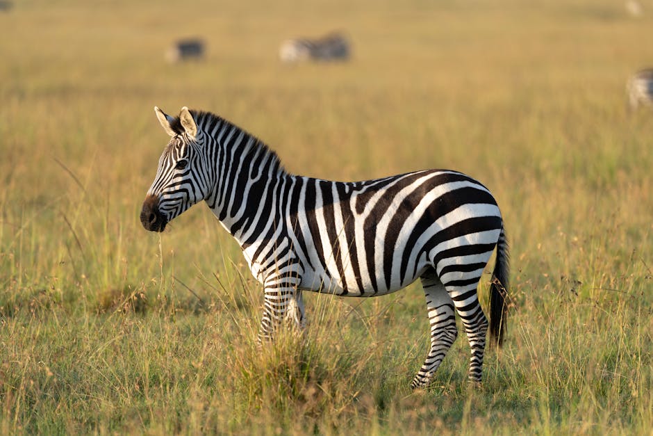 Maasai Mara safari (3 days)