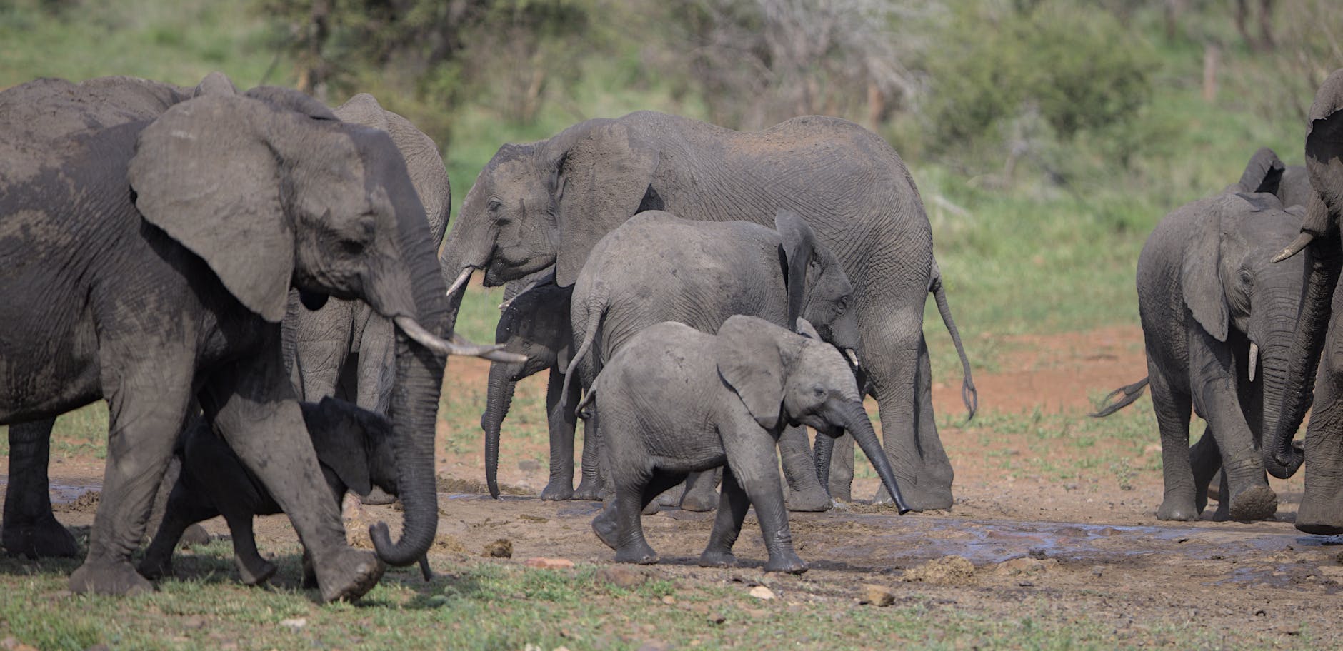 Elephants in Kruger