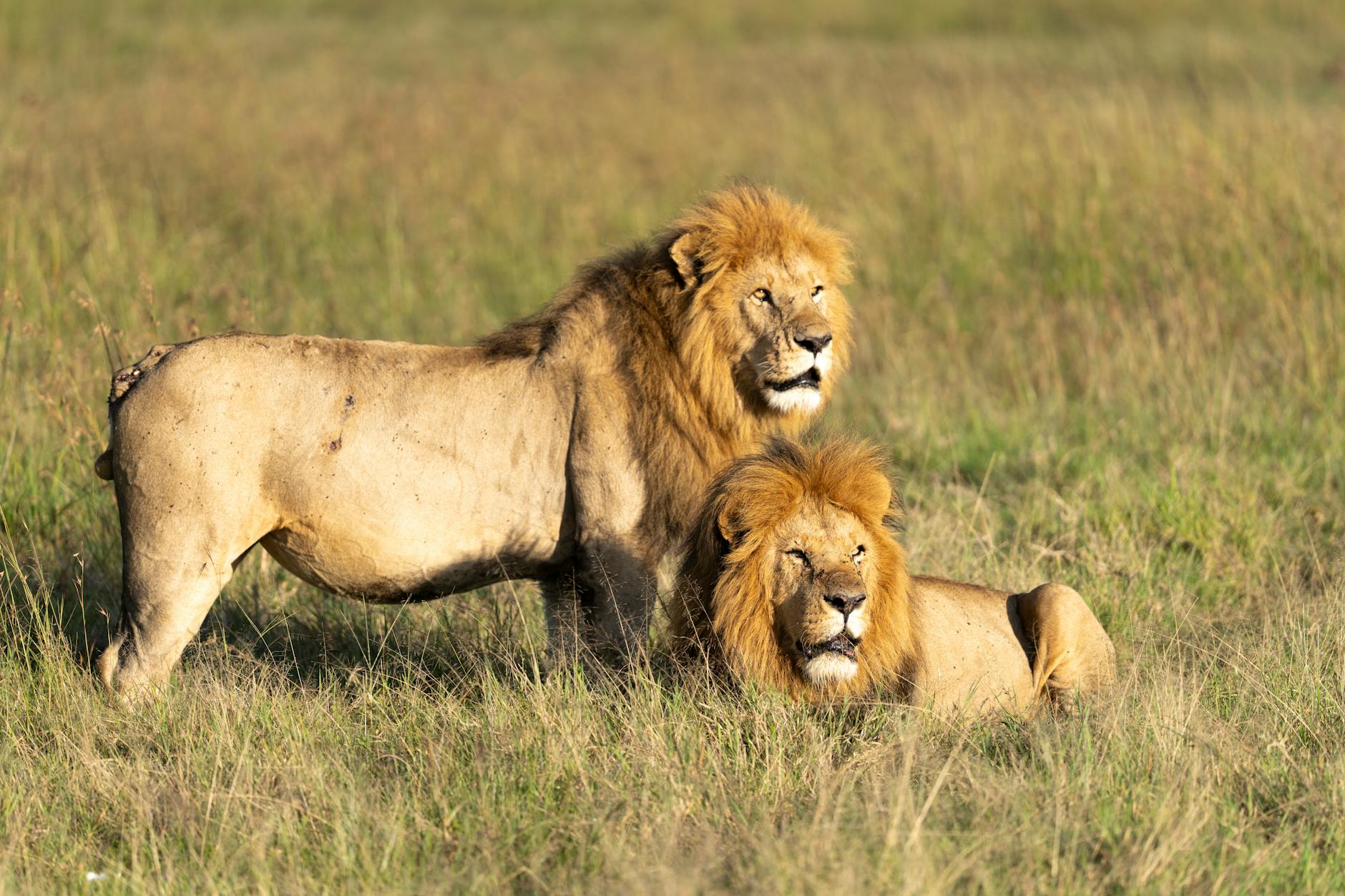 Lions in the long grass
