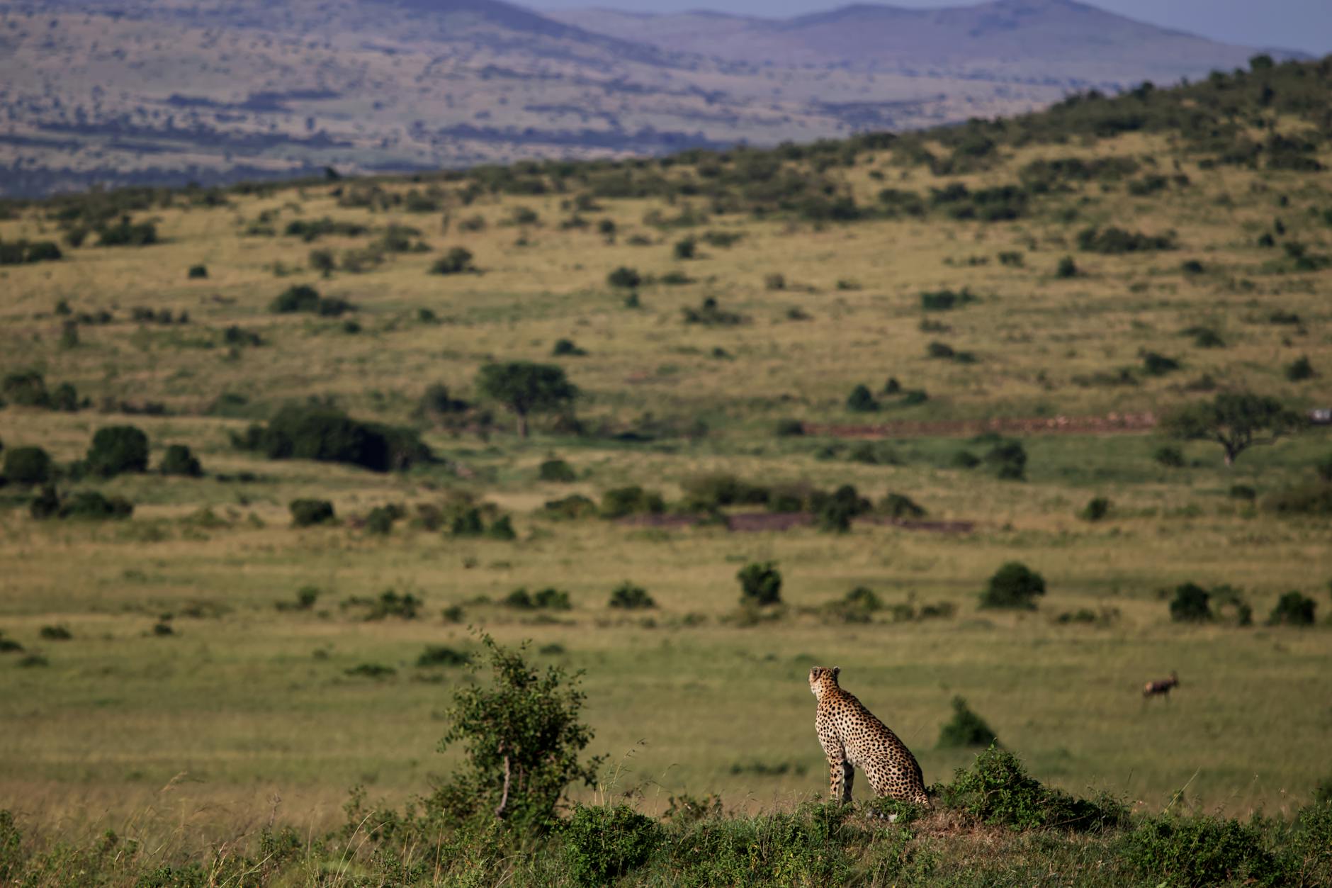 Maasai Mara at sunrise