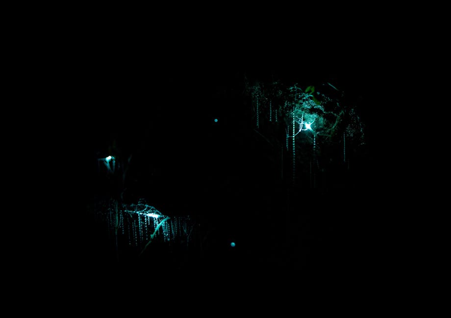 Waitomo glow-worm caves