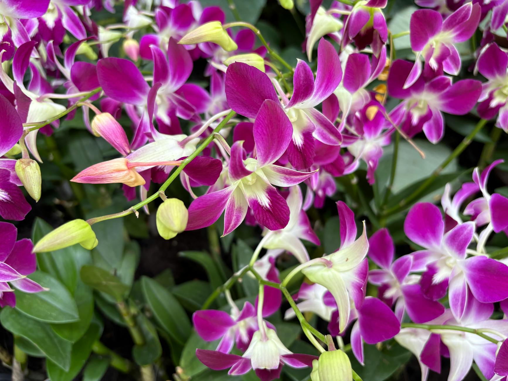 Botanic Gardens + Orchid Garden